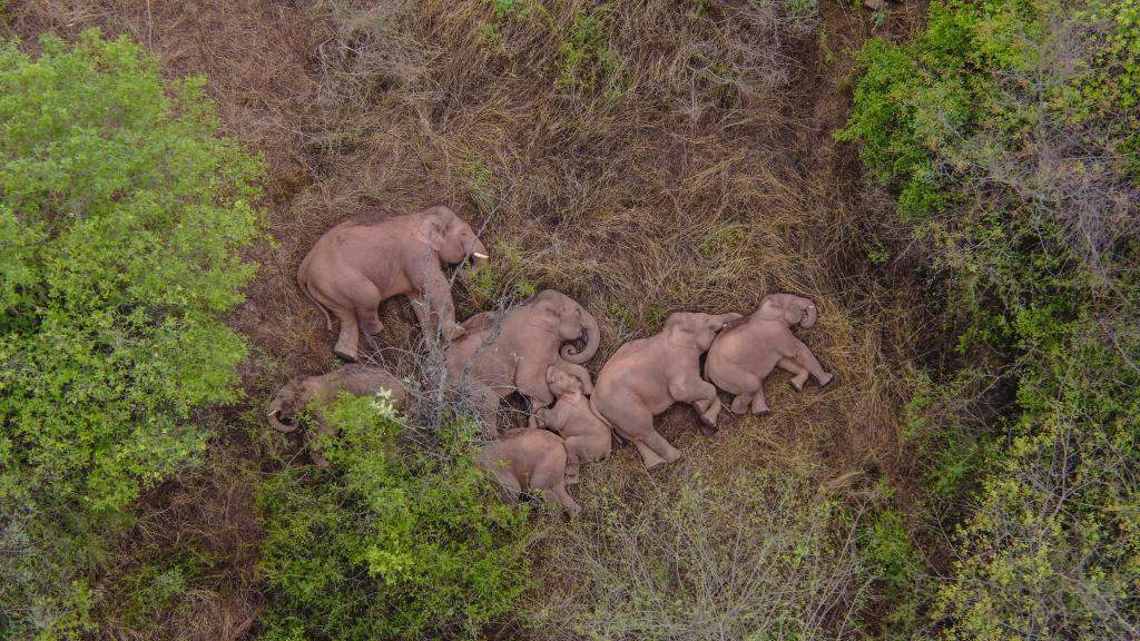 新华国际时评：世界期待引领全球生物多样性治理的“昆明时刻”